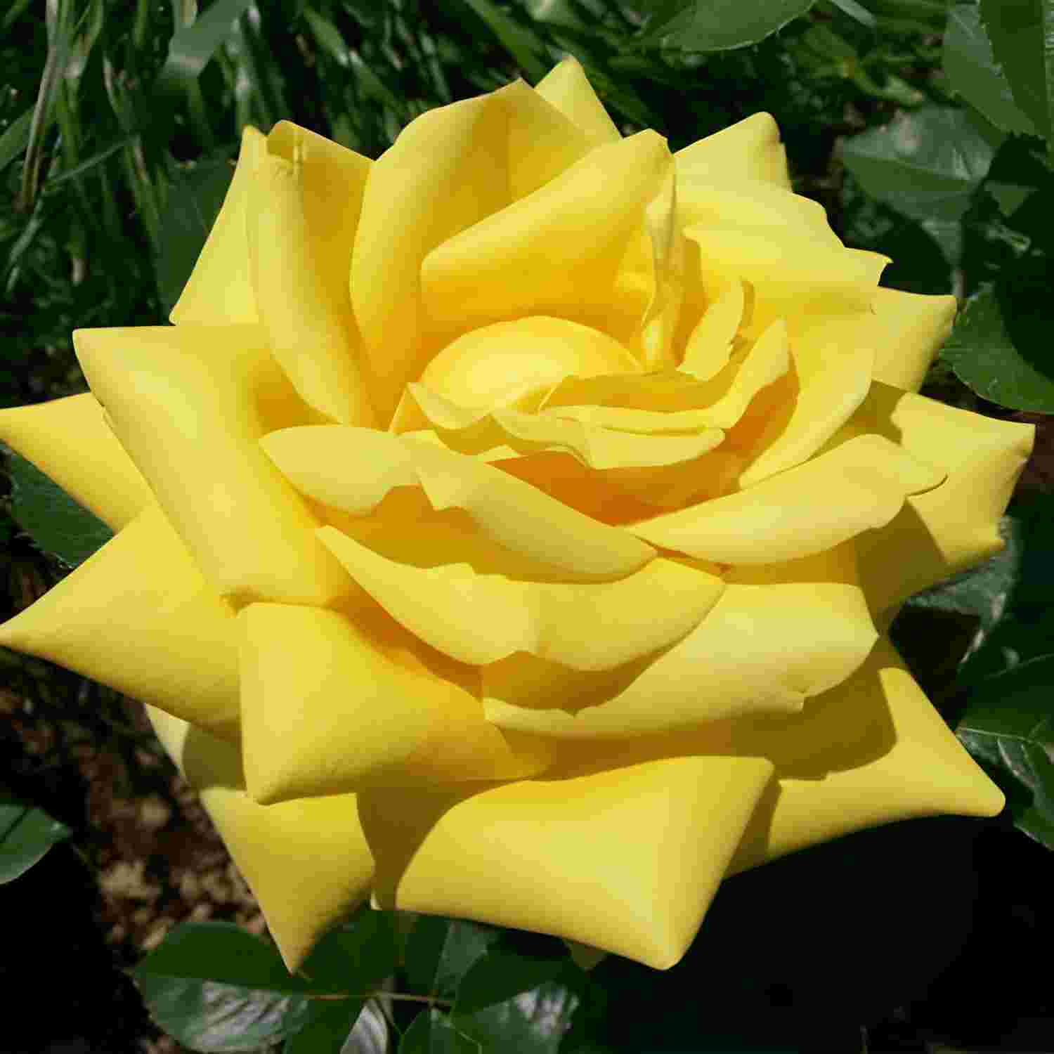 Троянда на штамбі "Бероліна" Троянда на штамбі "Бероліна"