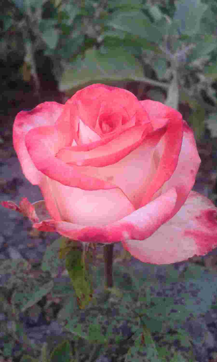 Троянда Блаш