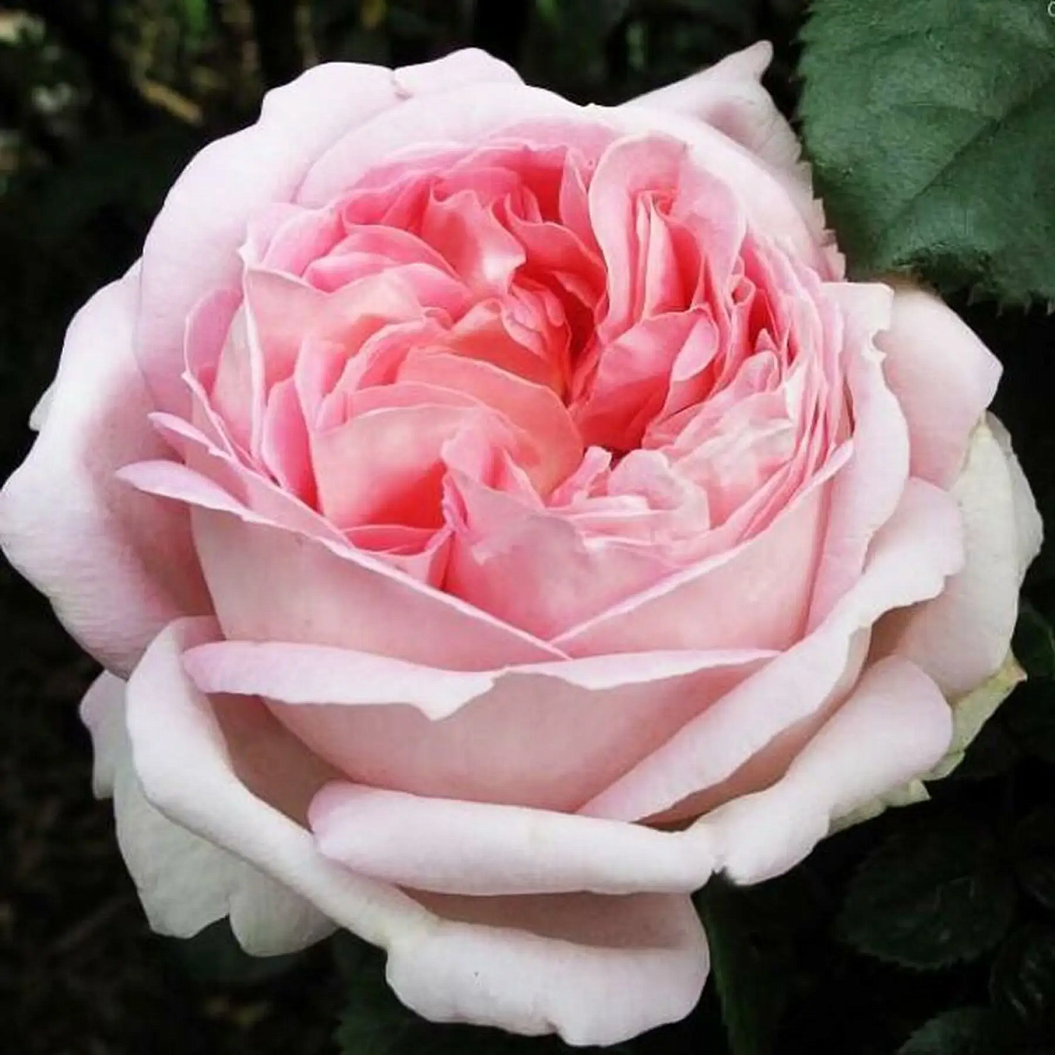 Троянда чайно-гібридна Міріам Троянда чайно-гібридна Міріам