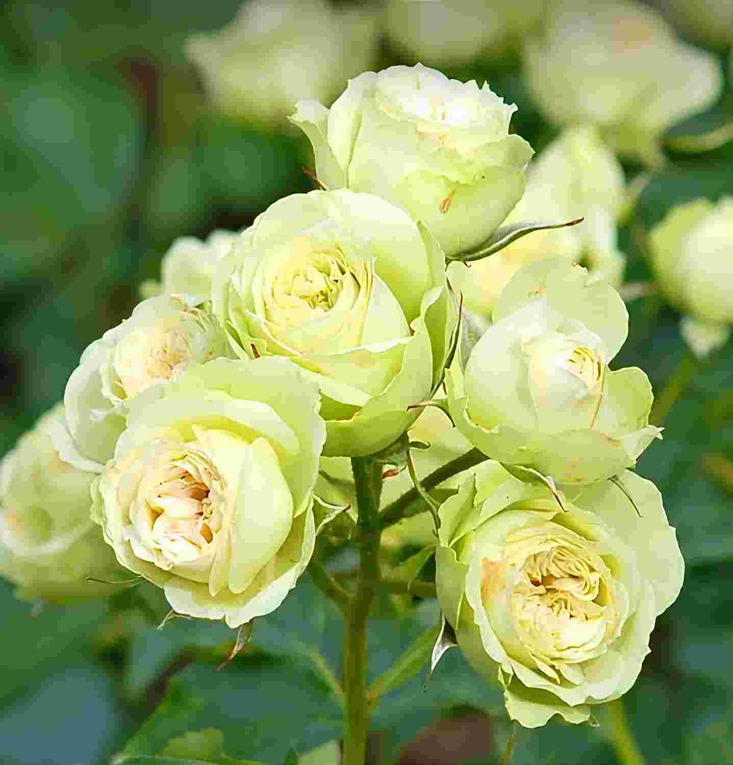 Троянда на штамбі "Грін" Троянда на штамбі "Грін"