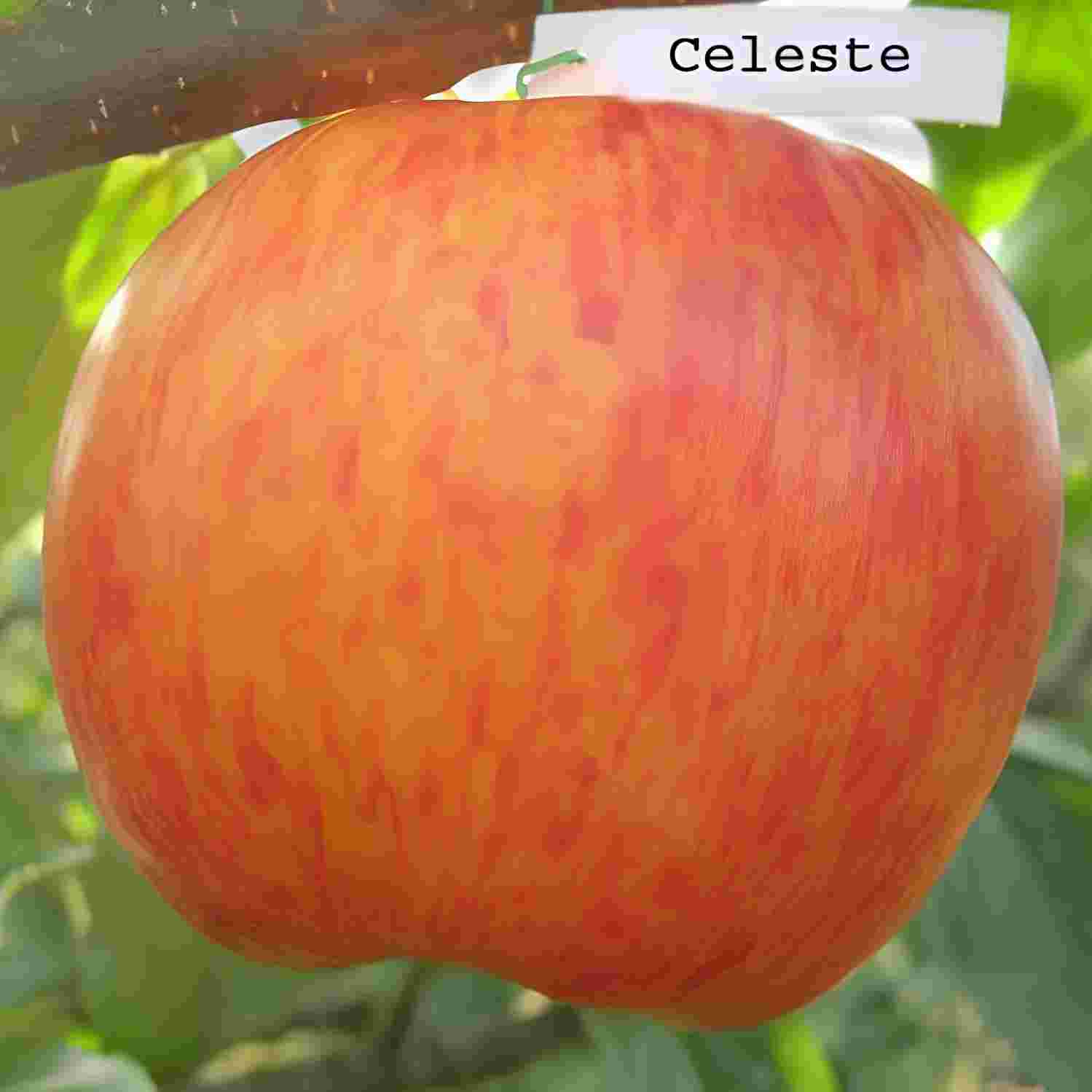 Яблуня "Целеста"