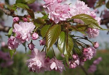 Бір сұлу қыз және қалың ерлер