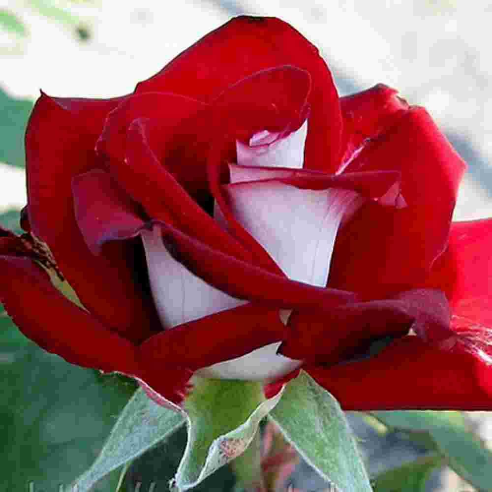 Троянда Альянс