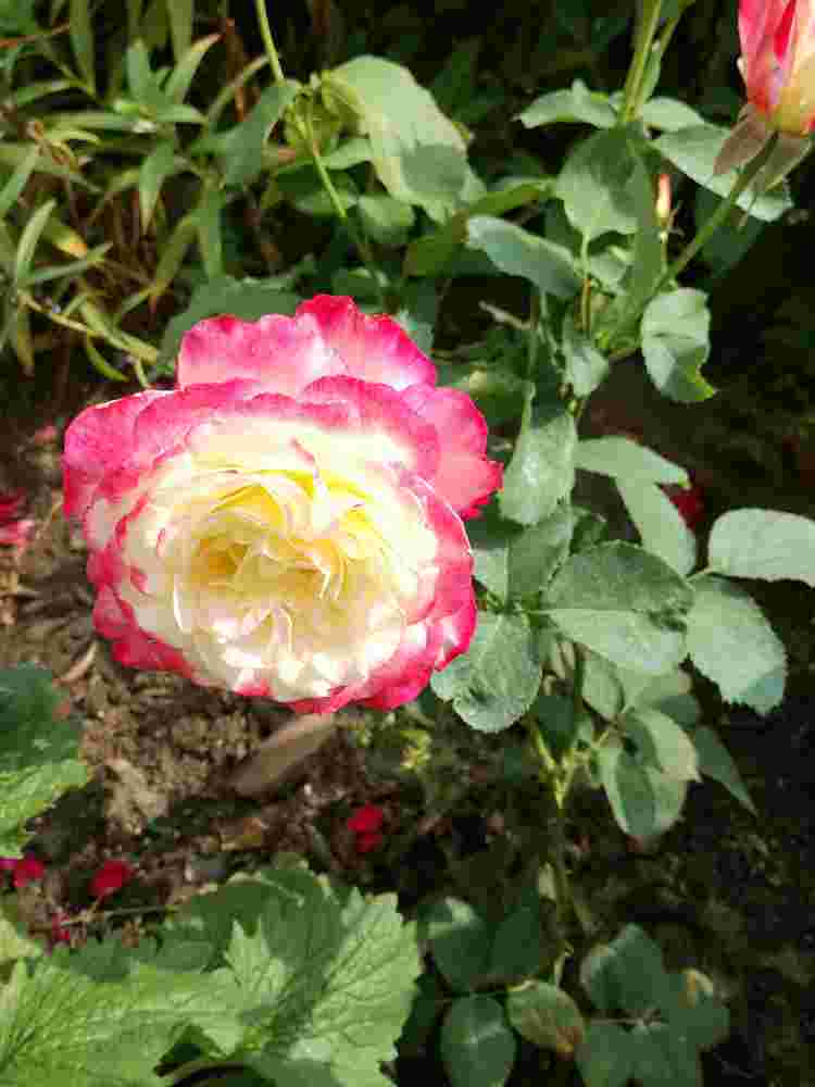 Троянда Дабл Делайт
