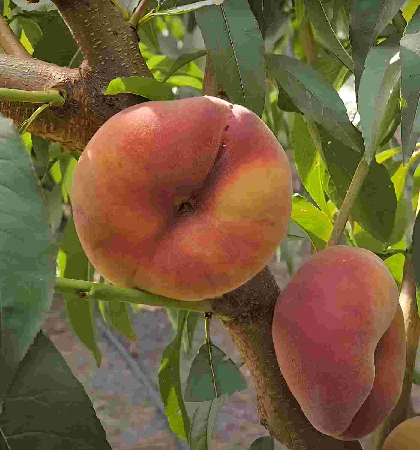 Персик "Плейн Топ" Персик "Плейн Топ"