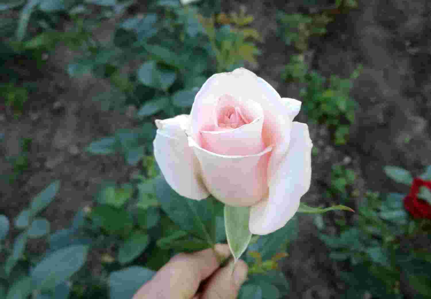 Троянда Фламінго