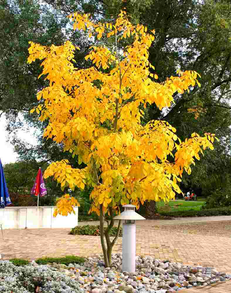 Жовте дерево (Кладрастіс)