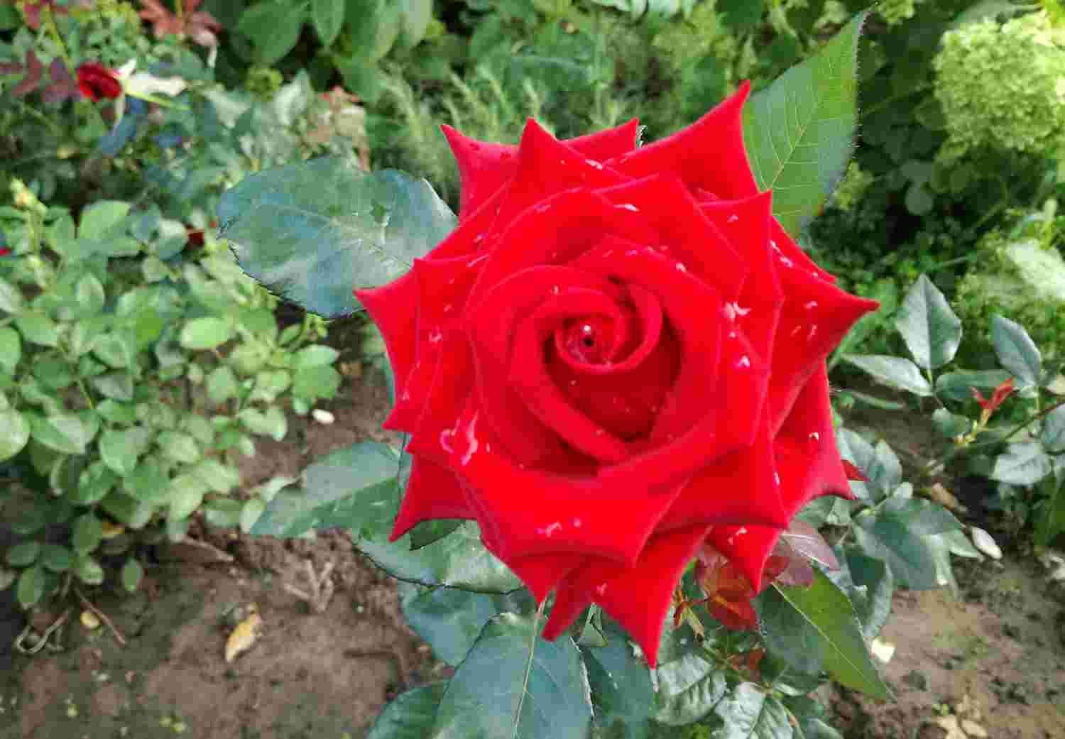 Троянда Анкор
