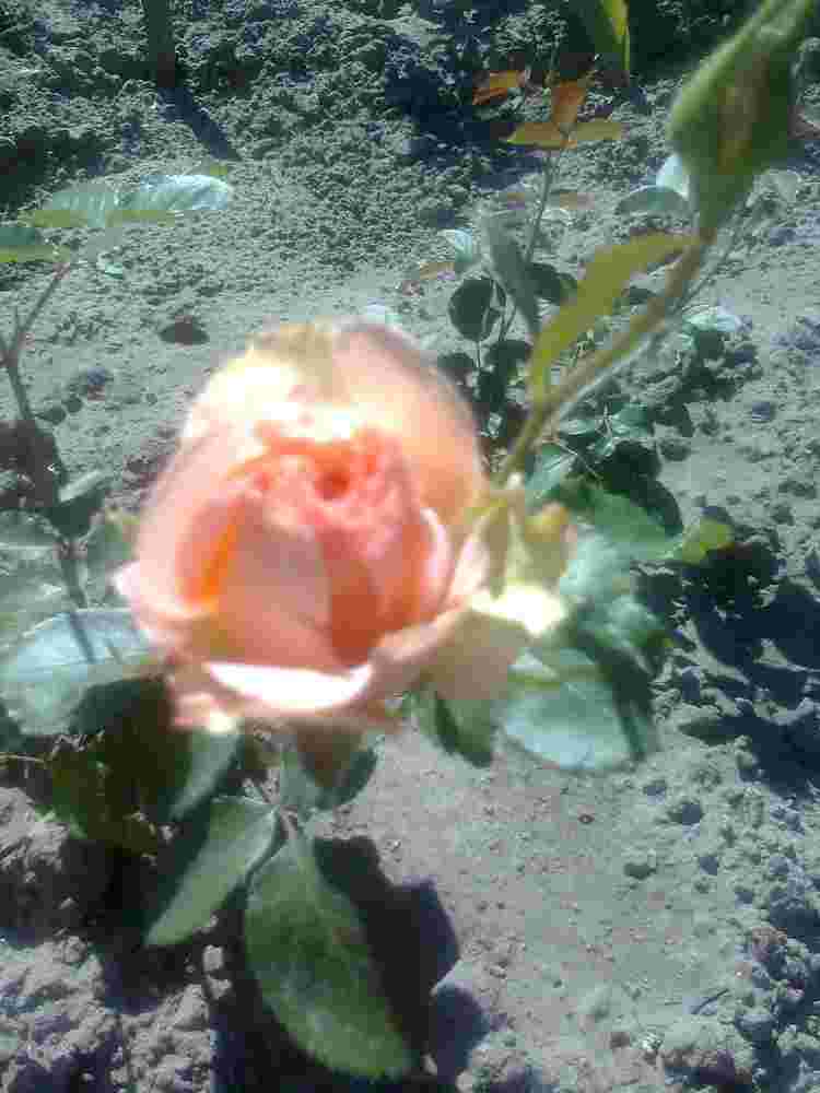 Троянда Доунж