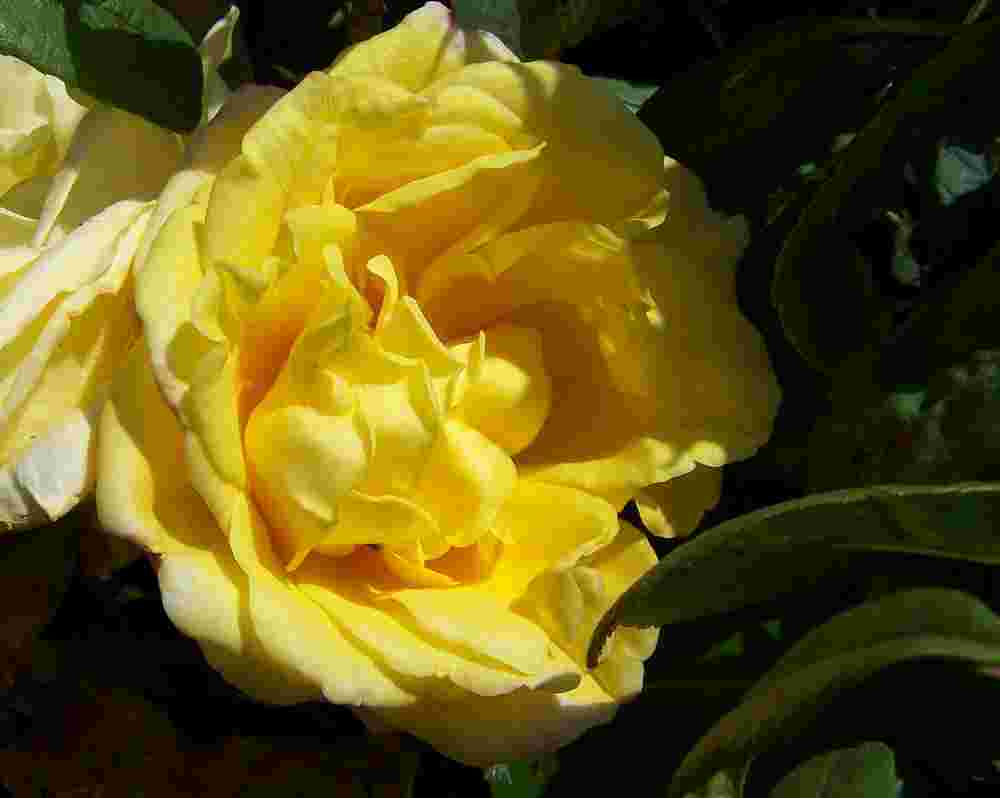 Троянда Казіно