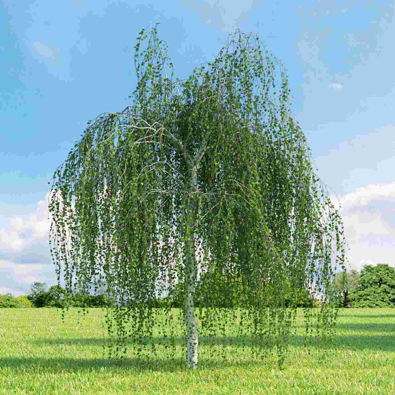 Береза плакуча Далекарлійська Береза плакуча Далекарлійська