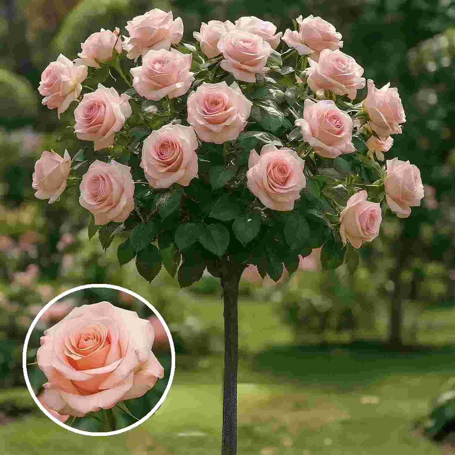 Троянда на штамбі "Ксюша" Троянда на штамбі "Ксюша"