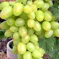 как садить и выращивать виноград
