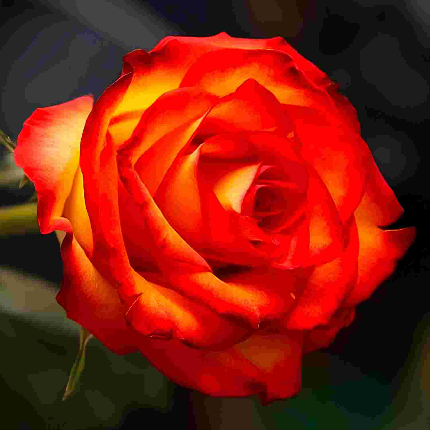 Троянда на штамбі "Вищий Світ" Троянда на штамбі "Вищий Світ"