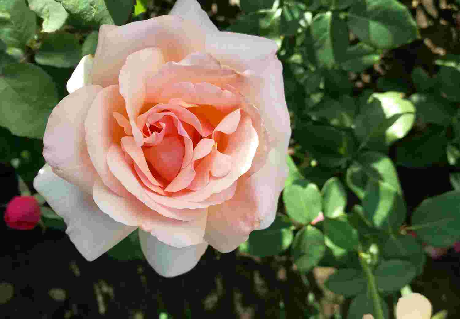 Троянда Гранд Могул