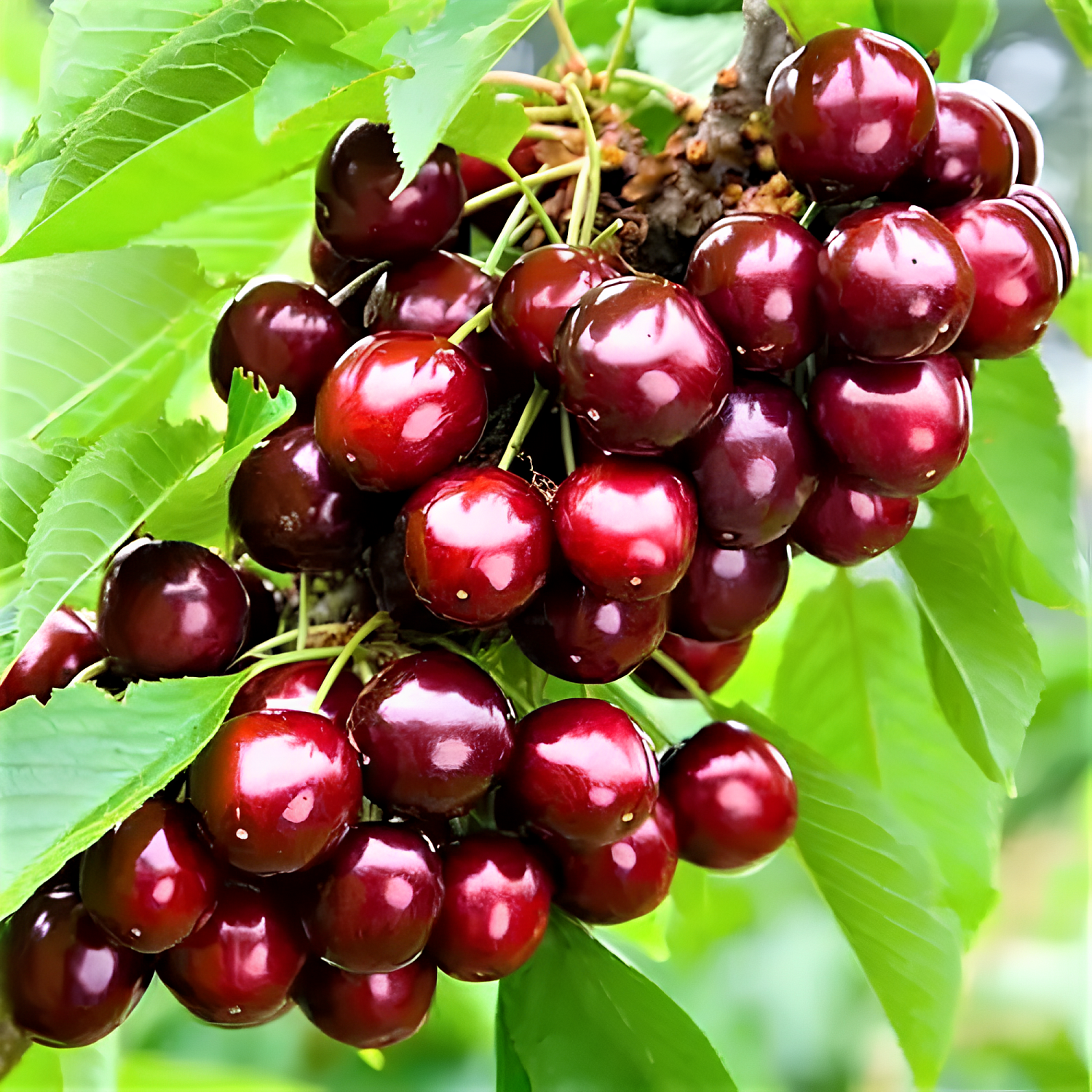 Черешня "Регіна" — "Валерія Чкалова" — кол. "Сільвія" — кол. Жовта