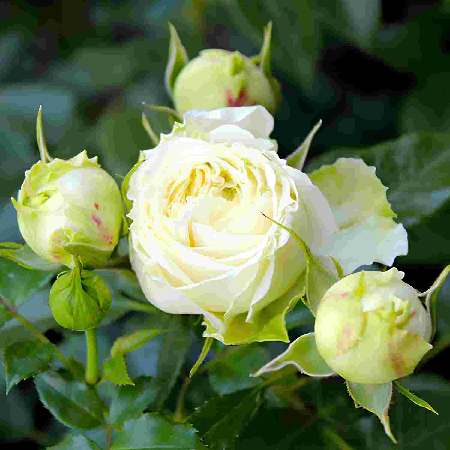 Троянда на штамбі "Лемон Рококо" Троянда на штамбі "Лемон Рококо"