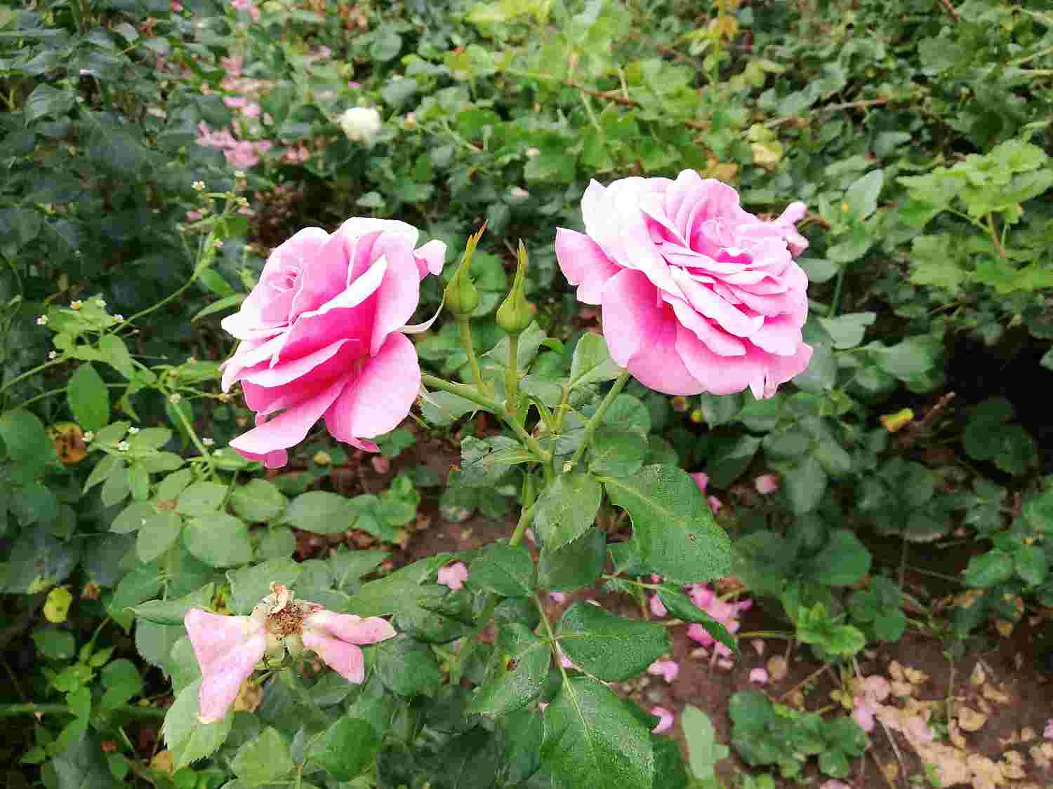 Троянда Сімейна Пінк Фемелі