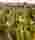 Кипарисовик Лавсона "Лейн" (80-100 см)