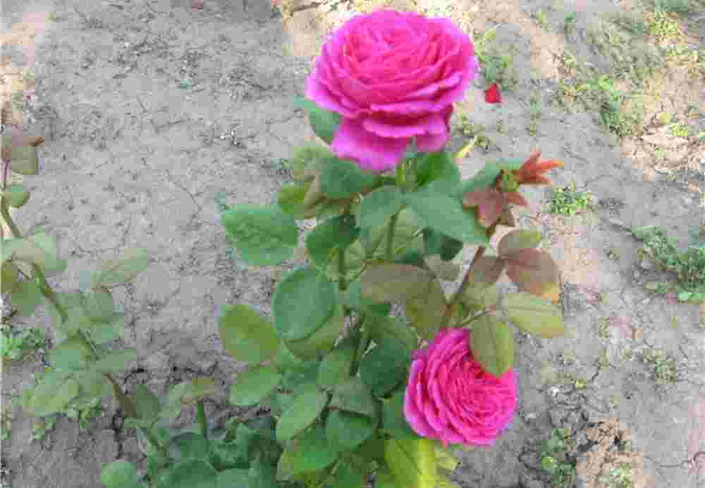 Троянда Юріанда