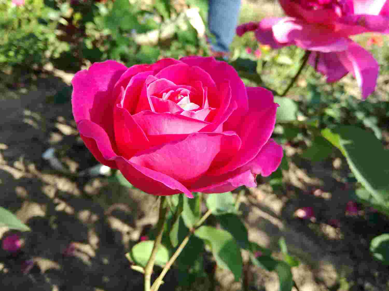 Троянда Есмеральда